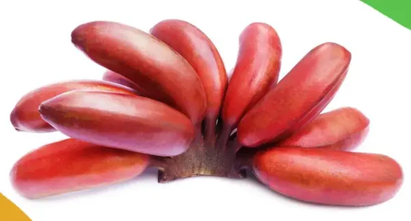 Red Banana Powder - Image 4